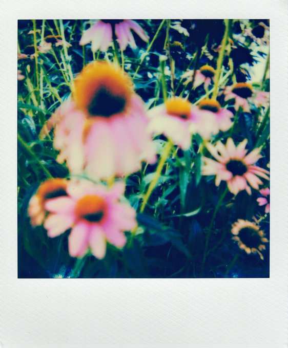 A Polaroid-style photograph of pink coneflowers (Echinacea) in a garden with a dreamy, blurred aesthetic and teal-blue tinted background.