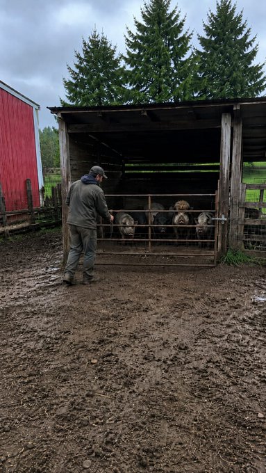 A man in a cap and jacket stands in a muddy farmyard, feeding a group of sheep from inside a rustic wooden shelter, with a red barn and pine trees in the background.
