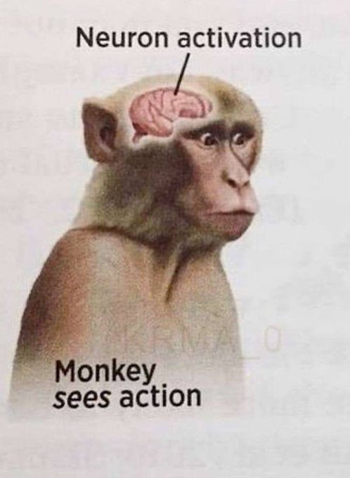 A meme image shows a monkey with a visible pink brain labeled "Neuron activation" and text reading "Monkey sees action." The image humorously illustrates that even minimal stimulation triggers neural activity, tying into the post's theme of people impulsively chasing green bullish candles just like a monkey instinctively reacting to basic cues.