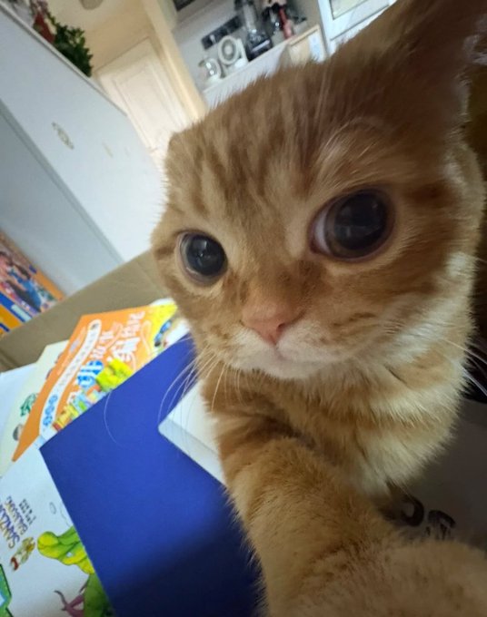 A close-up selfie of a small orange tabby kitten with large dark eyes, looking at the camera with a cereal box visible in the background.