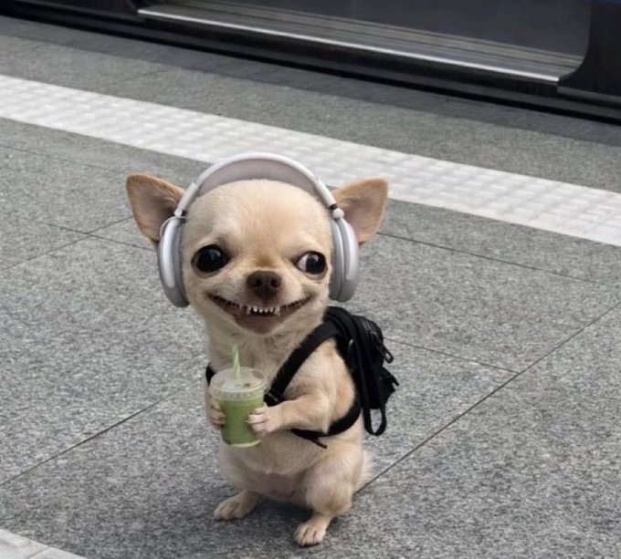 A small tan chihuahua standing on a platform wearing white headphones, a black backpack, and holding a green drink with a straw.