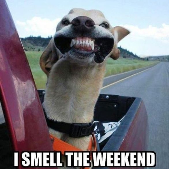 A grinning dog sticks its head out of a moving truck window, baring its teeth in what looks like an excited "smile," with the caption "I SMELL THE WEEKEND." It perfectly matches the post's excitement about making it through the first week, with the dog's enthusiastic expression capturing the joy of finally reaching the weekend.
