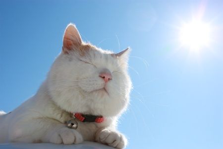 A cream-colored cat with a red collar basks in bright sunlight with its eyes closed against a clear blue sky.