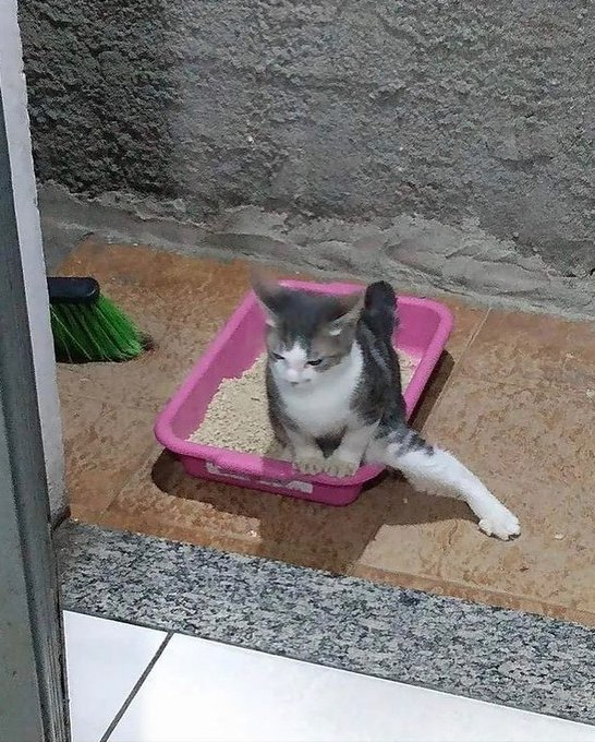 A small black and white kitten sits inside a pink litter box filled with litter on a tiled floor, with one leg comically extended outside the box, next to a green broom.