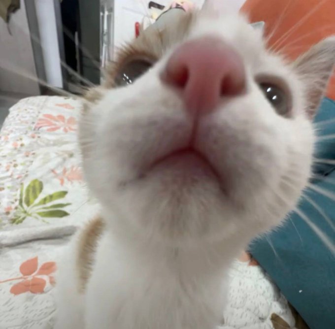 A close-up, low-angle shot of a curious white and orange kitten staring directly into the camera, with its whiskers prominently displayed. The post's mention of "compressed NFTs" and their potential to collapse mint costs creates a playful contrast with the cat's compact, fluffy appearance—almost as if the kitten itself is an example of "compressed" cuteness.