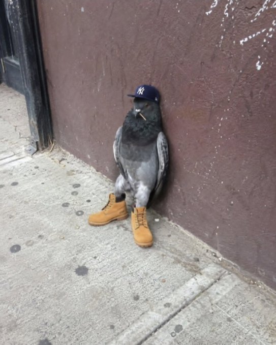 A pigeon sits against a brown wall wearing a tiny New York Yankees cap and small tan Timberland-style boots, with a toothpick in its beak.