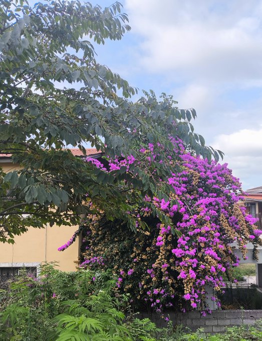 A vibrant outdoor scene featuring a large tree or bush covered in bright purple flowers, with green foliage, a yellow building wall, and a cloudy sky in the background.