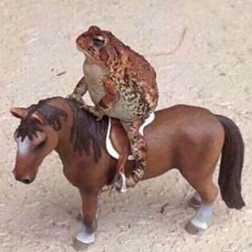 A whimsical image of a toad sitting on the back of a small brown toy horse figurine.