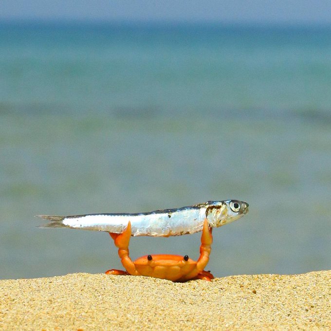 A surreal photograph showing an orange crab standing on a sandy beach, holding a small silver fish horizontally above its head with its claws, with the blue ocean blurred in the background.