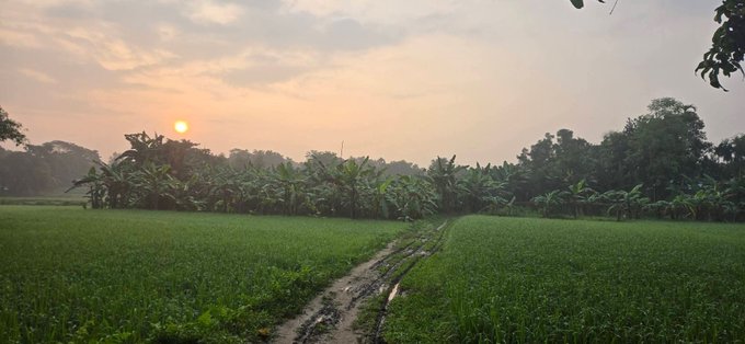 A scenic view of a vibrant green rice paddy field at sunset, with a muddy path leading toward a row of banana trees.