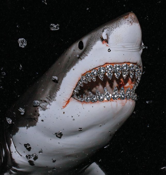 In the image, a shark's face has been given an unusual appearance with rhinestones and diamond-studded teeth. The shark is shown wearing a gold-colored tooth-and-nail embellishment that adds a touch of luxury and glamour to its natural look. The scene takes place underwater, as evidenced by the numerous diamonds scattered throughout the image. A caption in the image states that this is a rare image of your favorite KOL who informed you that the hype for this photo is $100.
