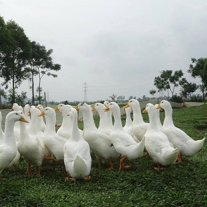 A large flock of white ducks with orange beaks and feet gathered on grass in a rural setting with trees and power lines in the background.