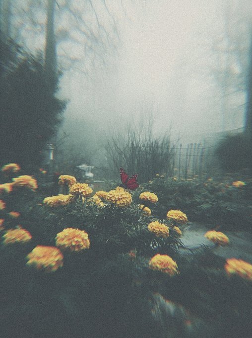 A foggy, atmospheric garden scene with yellow-orange flowers and a butterfly, captured with a vintage, blurry film aesthetic.