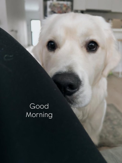 A close-up photo shows a white dog resting its head on a black object, with 'Good Morning' written in white text.