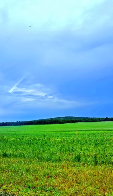 The image shows a vast green field with tall grass under a blue sky filled with clouds. The scene appears to be taken from an aerial perspective, providing a comprehensive view of the landscape below. In the background, there are two birds flying freely across the sky.