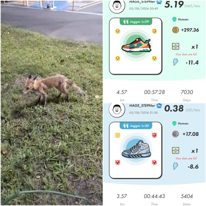 A fox walking on grass next to screenshots of a fitness app showing jogging stats (4.57km in 57:28 and 3.57km in 44:43) for user HAGE_STEPner with Jogger Lv25 and Lv30 sneakers.
