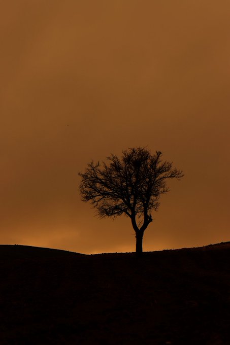 This image features a single tree standing alone on an open field or hilltop, with an orange sky in the background as seen through a large black frame. The tree appears to be completely devoid of leaves, suggesting that the photo was taken during autumn when many trees lose their foliage. The orange sky and the lone tree create a serene atmosphere, possibly evoking feelings of solitude or contemplation.