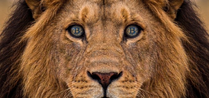 A close-up of a lion's face with the Bitcoin logo "₿" reflected in both eyes, symbolizing intense focus on Bitcoin's return to the $80K price level.