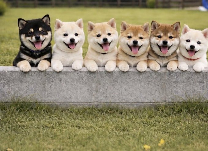 Six Shiba Inu puppies of varying coat colors sit in a row on a concrete ledge in front of a grassy field.