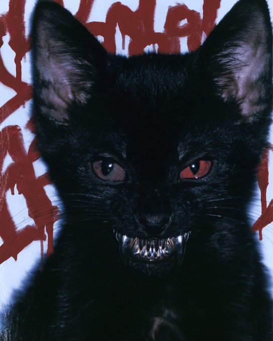 A snarling black kitten with bared fangs is centered against a white background marked with dripping red brushstrokes, reinforcing the ominous "vvv.so/kittens" link teased in the post.