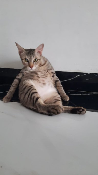 A tabby cat with white markings sits on a tiled floor, leaning back against a black baseboard with its hind legs splayed in a relaxed, almost human-like posture.