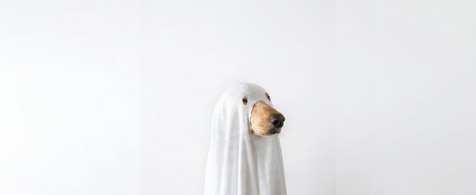 A golden retriever wearing a white ghost costume against a plain light gray background.
