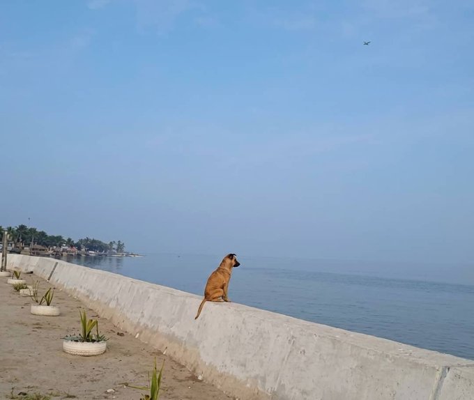 A tan dog sitting on a white concrete seawall overlooking a calm blue sea, with potted plants lined along the path and a distant coastline with palm trees.