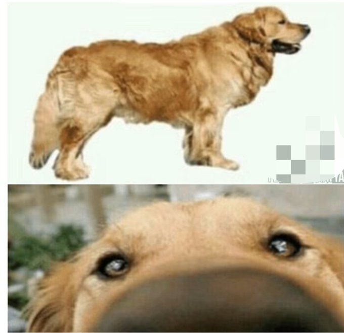 A meme showing a golden retriever shown in full body standing, followed by a close-up from below of the dog's face peering directly at the camera.