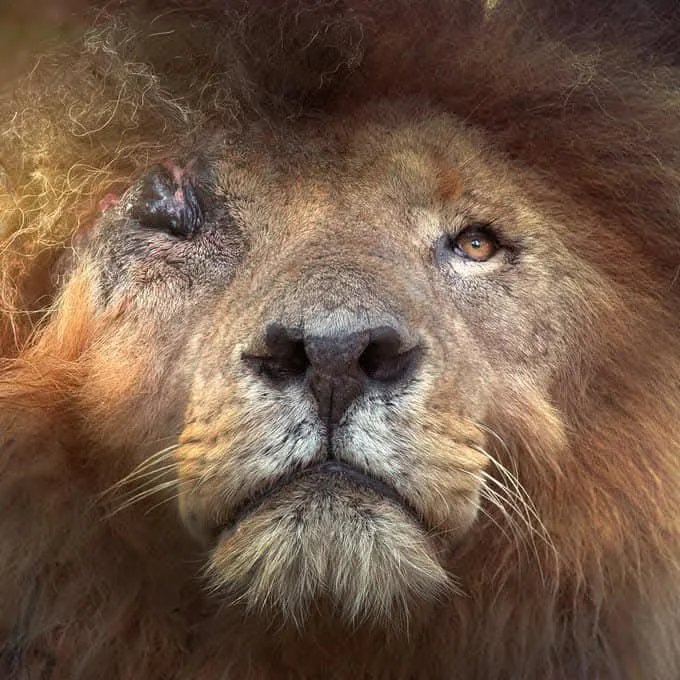 A close-up photograph of a male lion's face, highlighting its detailed mane, nose, and amber eyes.