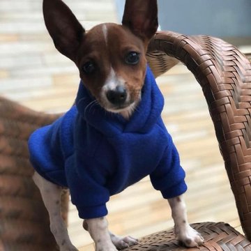 A small brown and white Chihuahua dog wearing a blue hooded sweater stands on a wicker chair.