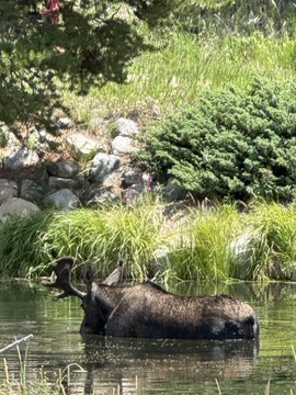 A moose partially submerged in water near a grassy shoreline with rocks and pine trees.