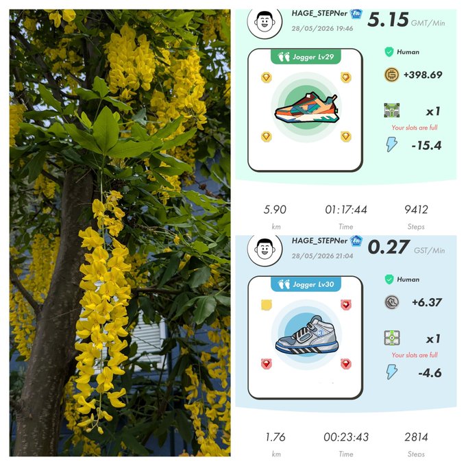 The image shows a tree with yellow flowers, and there are two different images of the same tree displayed side by side. The top image displays a picture of a shoe, while the bottom image features a picture of a person's feet wearing shoes. Both images have text that reads "HAGE Stepn Activation Code 5.73". This suggests that the image might be related to an activity or event involving step tracking and fitness, as the code is often used in such contexts for user registration or activation.