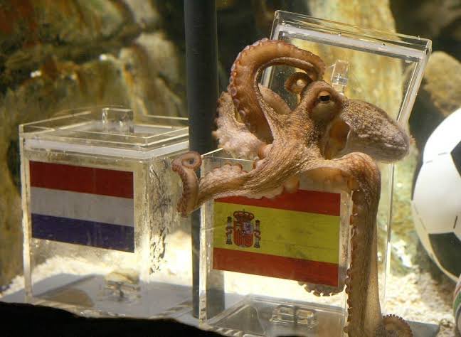 Paul the Octopus, the famous cephalopod oracle, reaching his tentacles toward boxes with the flags of the Netherlands and Spain.