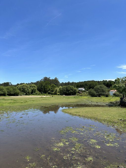 A serene landscape featuring a grassy marshland with shallow reflective water in the foreground, trees and a few houses in the midground, and a clear blue sky overhead.