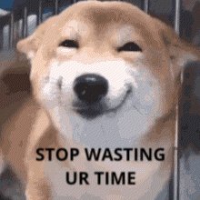 urn with a brown dog's head and eyes, accompanied by the text "STOP WRESTLING UR TIME"