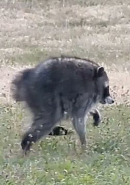 A raccoon walking across a grassy field in a brief video clip.
