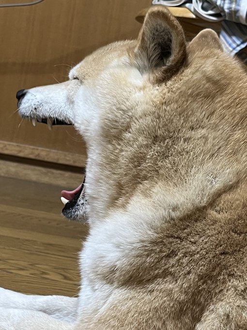 A Shiba Inu is captured mid-yawn in profile, showing its teeth and tongue inside a home with wooden flooring. The image perfectly captures the classic "ahh" moment that matches the "#ShibaInu" caption, showcasing the breed's characteristic fox-like features and expressive face.