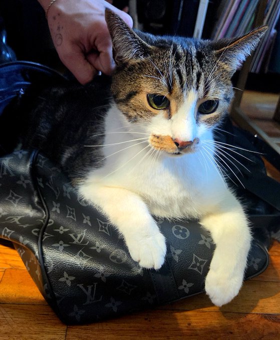 A tabby and white cat with green eyes lounges on a Louis Vuitton monogram handbag while a person's hand pets its head.