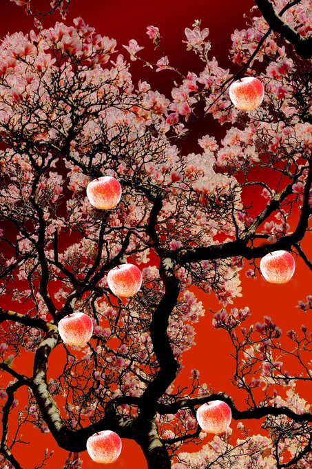 Pink cherry blossoms bloom against a vibrant red background, illuminated by spherical hanging lanterns.
