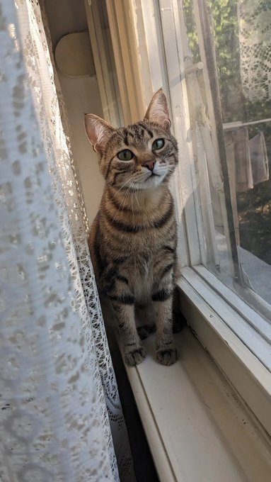 A tabby cat sits attentively on a windowsill, gazing out the window with alert, focused eyes. The image serves as a visual metaphor for the post about staying calm and consistently investing (DCA) despite the "red fire" market turbulence—just as the cat remains composed and watchful amid the storm outside.
