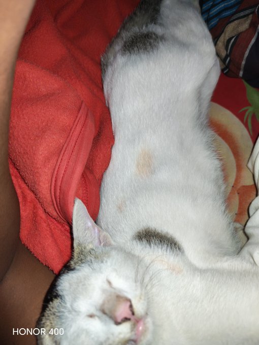 A white and orange cat sleeps on its back against a red fleece blanket, showing its belly with a 'HONOR 400' watermark in the corner.
