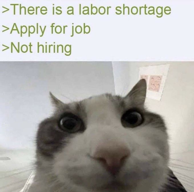 A meme features a close-up of a shocked-looking gray and white cat with text reading 'There is a labor shortage', 'Apply for job', and 'Not hiring'.