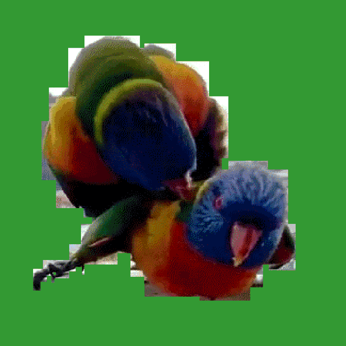 A heavily pixelated and glitched image of two colorful rainbow lorikeet parrots set against a solid green background.