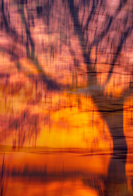 The image depicts a blurred, sunlit tree with numerous branches stretching across the scene. The colors in the photo appear vibrant, highlighting the details of the tree's leaves against the backdrop of the sunset sky. The combination of the natural elements, like trees and the warm hues from the setting sun, create an atmosphere that is both serene and captivating. In the accompanying post, the title "Good Morning Ladies & Gentlemen Follow your dreams. You don't know when it will come true What Dreams May Come" suggests a connection between the scene in the image and the theme of personal expression or pursuing one's passion. The sunlit tree can serve as an inspiration for those who value nature and find solace in its presence, while the message encourages viewers to dream big and believe in their own aspirations.