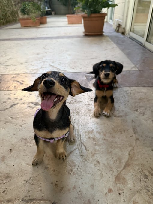 Two adorable puppies sit on a stone patio; the one in the foreground is happily panting with its tongue out and wearing a purple harness, while the black and tan puppy behind it sits attentively.