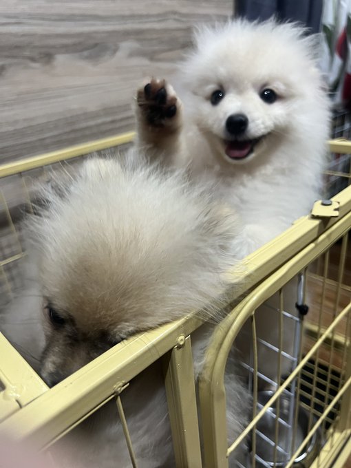 Two fluffy Pomeranian puppies play inside a yellow wire playpen; one gives a high-five pose while the other looks down.