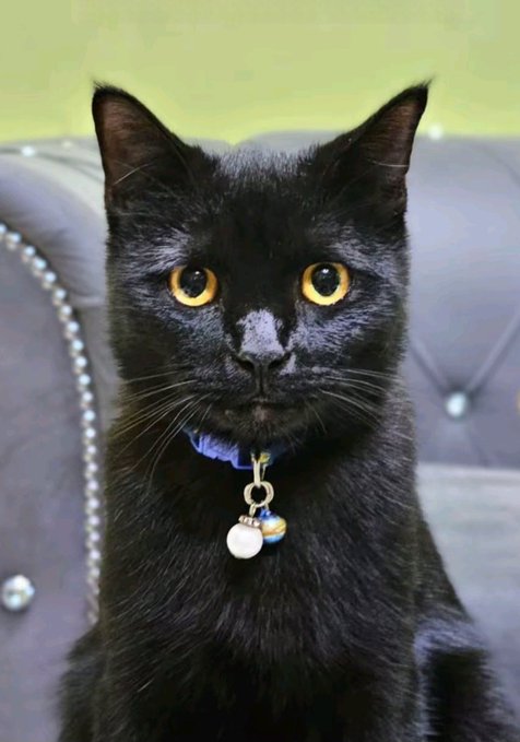 A black cat with bright yellow eyes sits on a gray tufted couch, wearing a blue collar with a small charm hanging from it.