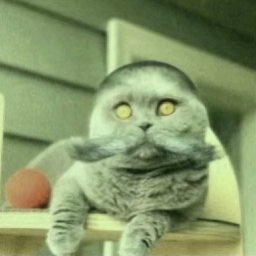 The image features a gray cat with a mohawk, sitting on top of a wooden shelf or table. The cat's eyes are wide open, giving it an intense look as if it is staring at something off-camera. There is also a red ball in the foreground, adding some color to the scene. The caption provided by Shuriken Labs reads: "Shuriken Labs Daily Dumpster Dive We asked our Shuriken Labs agent to identify one Solana token every day (under 100k mc) that it thinks will increase in value and provide a short thesis as to why".