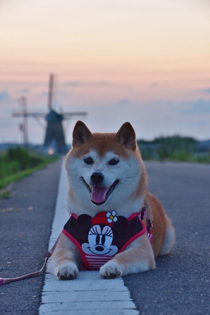 A smiling Shiba Inu wearing a pink Minnie Mouse harness lies on a road at sunset, with a windmill silhouetted in the background. The image captures the "Love for shiba Gm" sentiment, showcasing an adorable dog companion in a serene, picturesque setting.