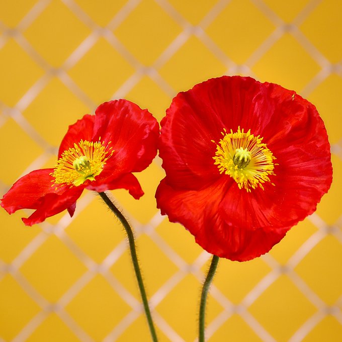 Two red poppies with yellow centers against a yellow geometric diamond-patterned background.